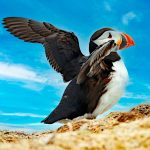 Winged Puffin