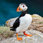 Cute Posing Puffin