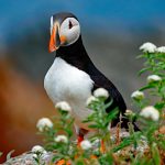 Wild Flower Puffin
