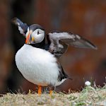 Joy Today Puffin