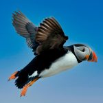 Flying Puffin