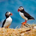 Puffin Couple