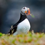 Munching Puffin