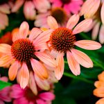 Flowers Mixed Daisies
