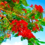 Flowers Flamboyan
