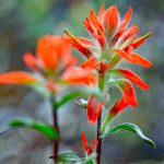 Flowers Paintbrush