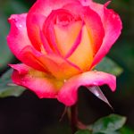 Flowers Rose Chicago Peace