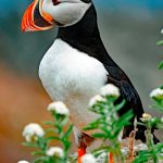 Puffin Wildflowers