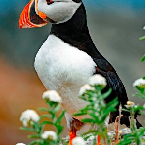Puffin in Wildflowers Print