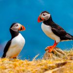 Puffin Couple