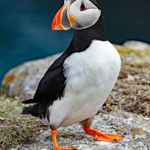 Puffin Being Cute Print