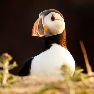 Puffin Peekaboo Print