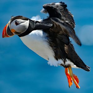 Puffin Flying Print