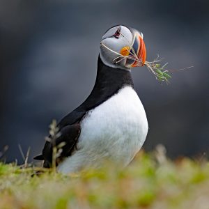 Puffin Building Nest Print