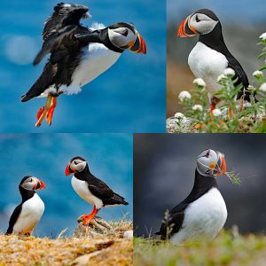 Puffin Prints