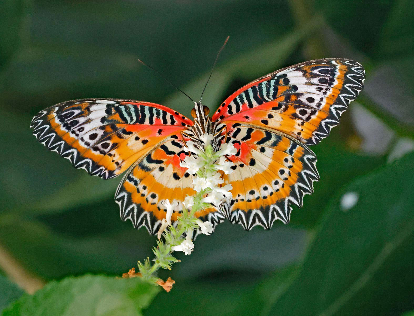 Butterflies Photo Note Cards Collection (Box of 12) - Image 5
