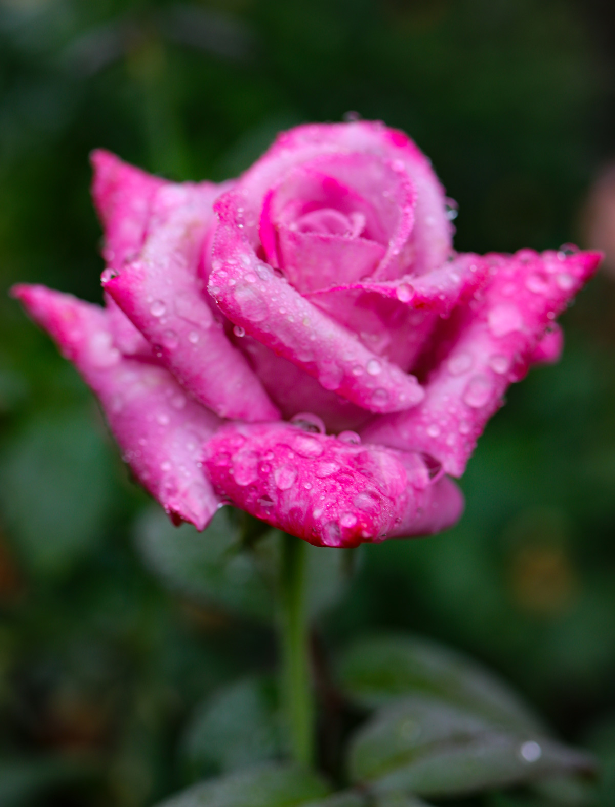 Rose Photo Note Card Collection (Box of 12) - Image 5