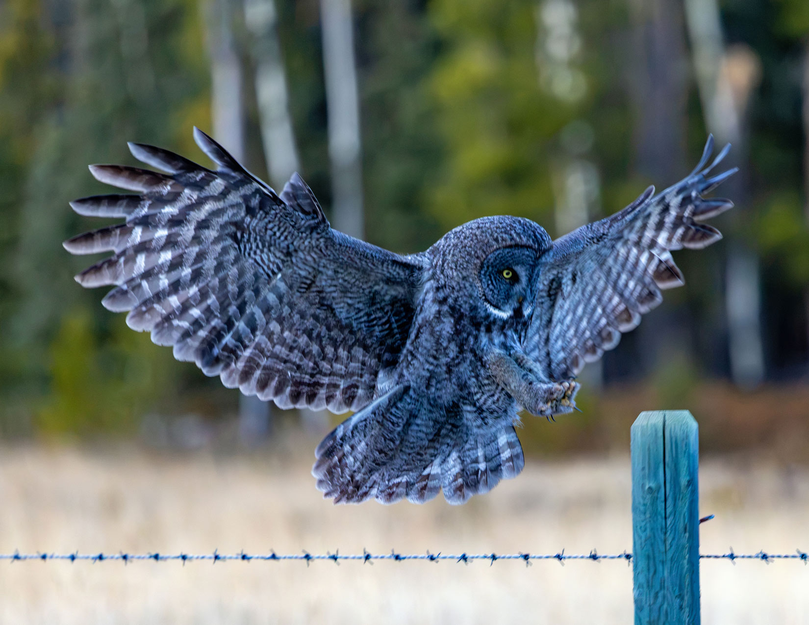 Great Grey Owl Photo Note Card Collection (Box of 12) - Image 5