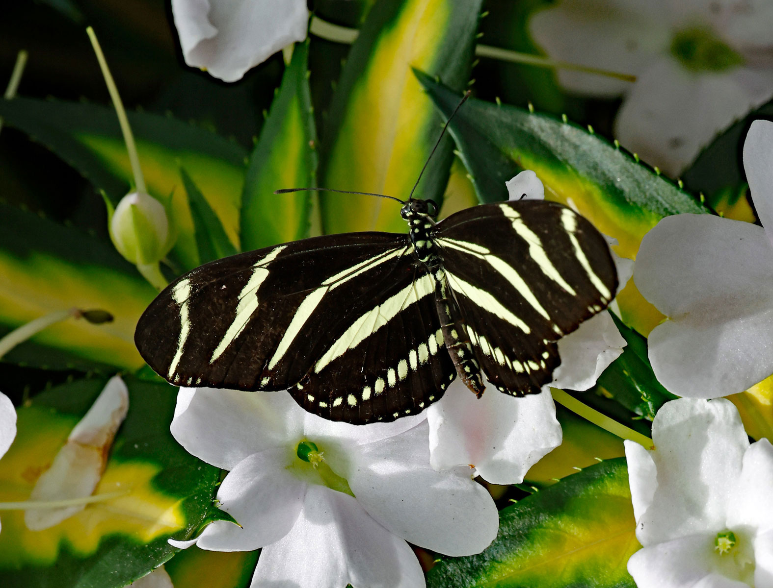 Butterflies Photo Note Cards Collection (Box of 12) - Image 6