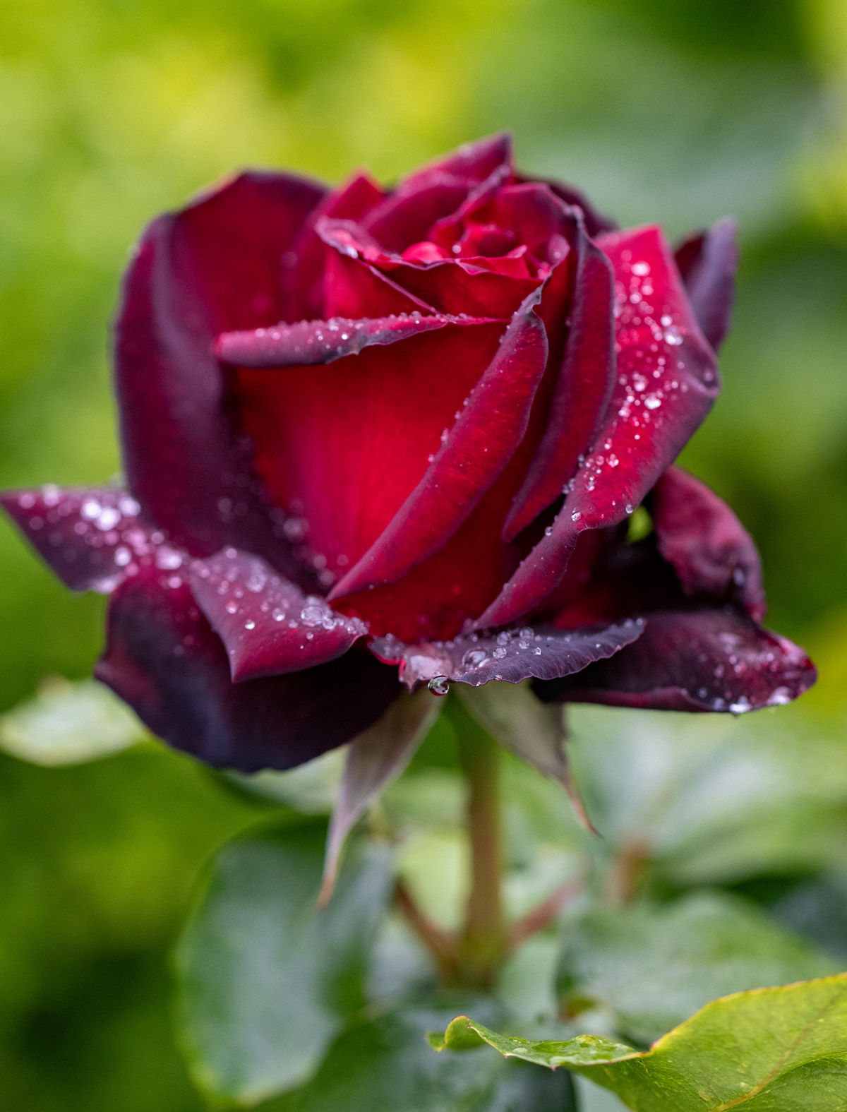 Rose Photo Note Card Collection (Box of 12) - Image 6