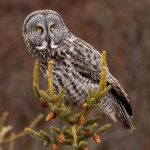 Great Grey Owl-Pine