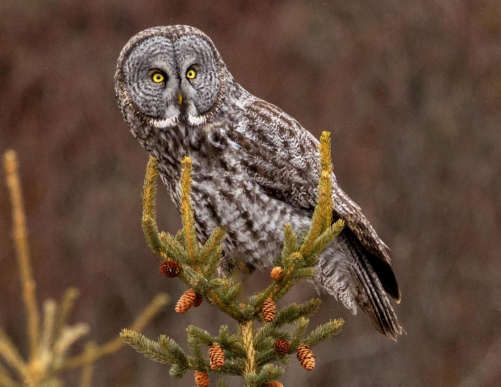 Great Grey Owl Photo Note Card Collection (Box of 12) - Image 6