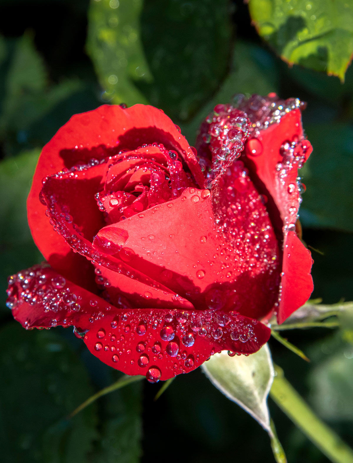 Rose Photo Note Card Collection (Box of 12) - Image 7