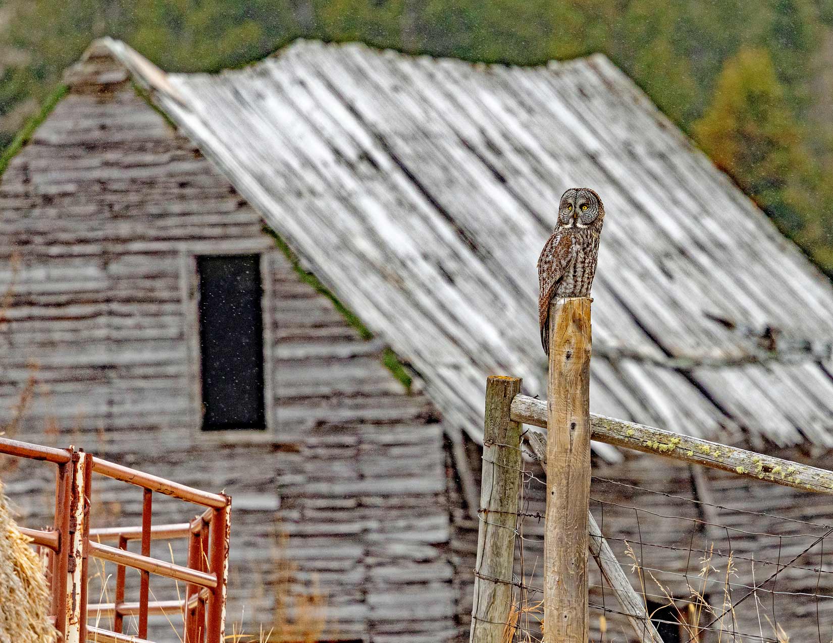 Great Grey Owl Photo Note Card Collection (Box of 12) - Image 7
