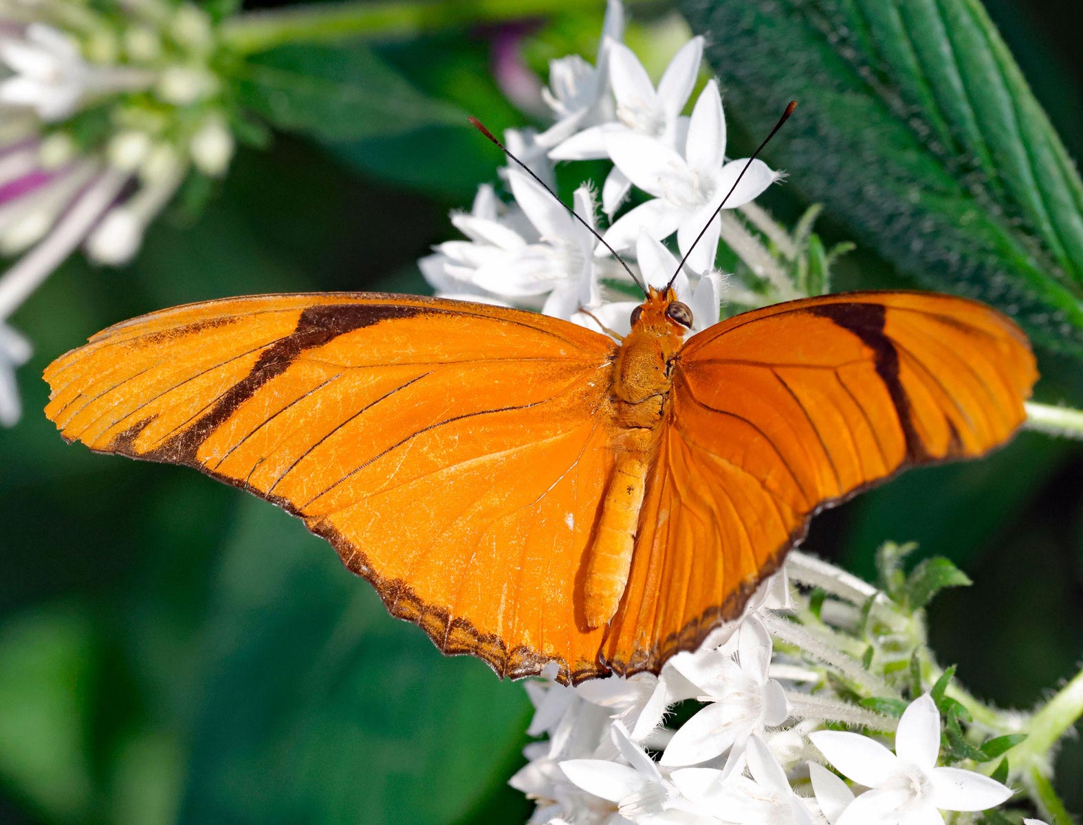 Butterflies Photo Note Cards Collection (Box of 12) - Image 7