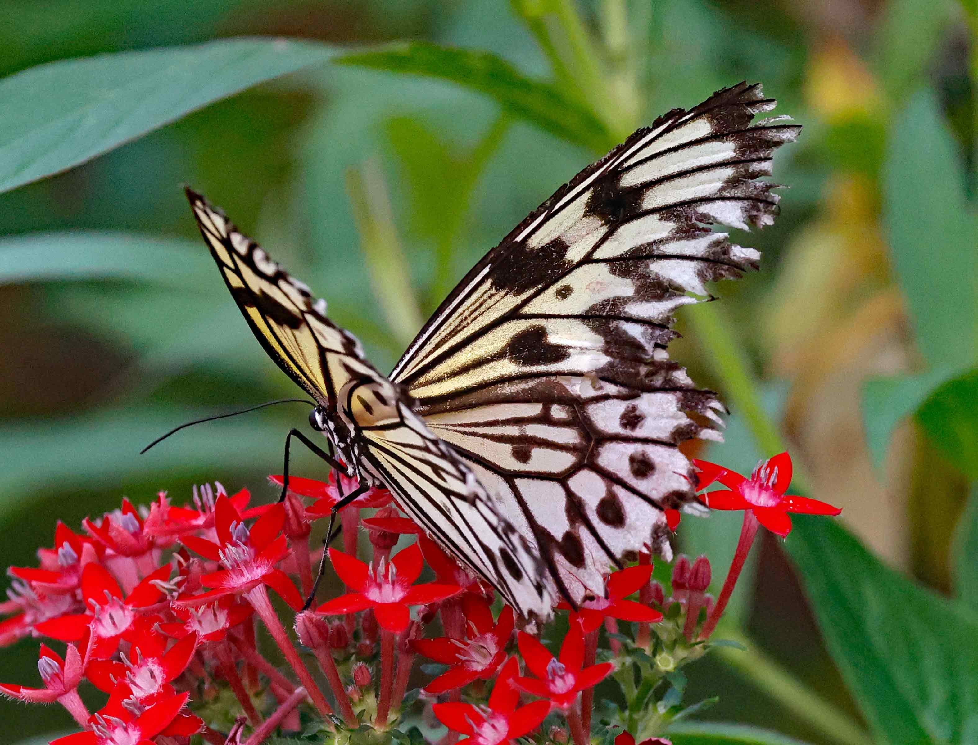 Butterflies Photo Note Cards Collection (Box of 12) - Image 8