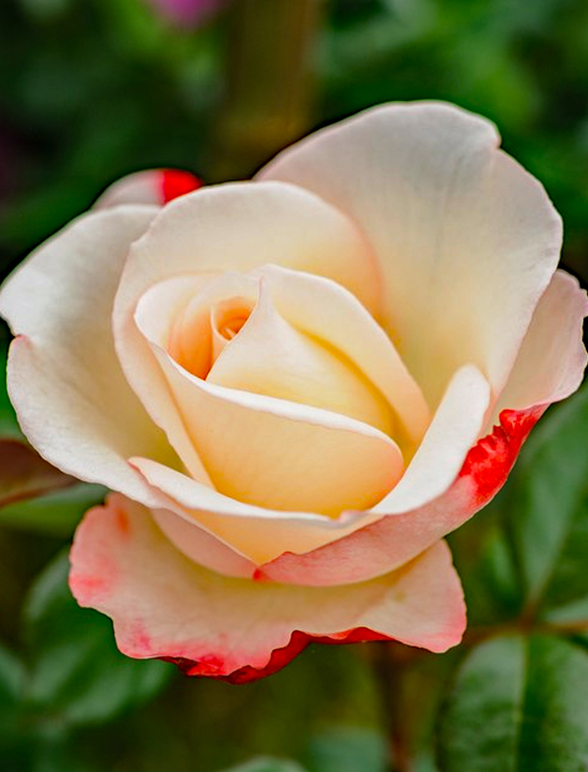 Rose Photo Note Card Collection (Box of 12) - Image 8