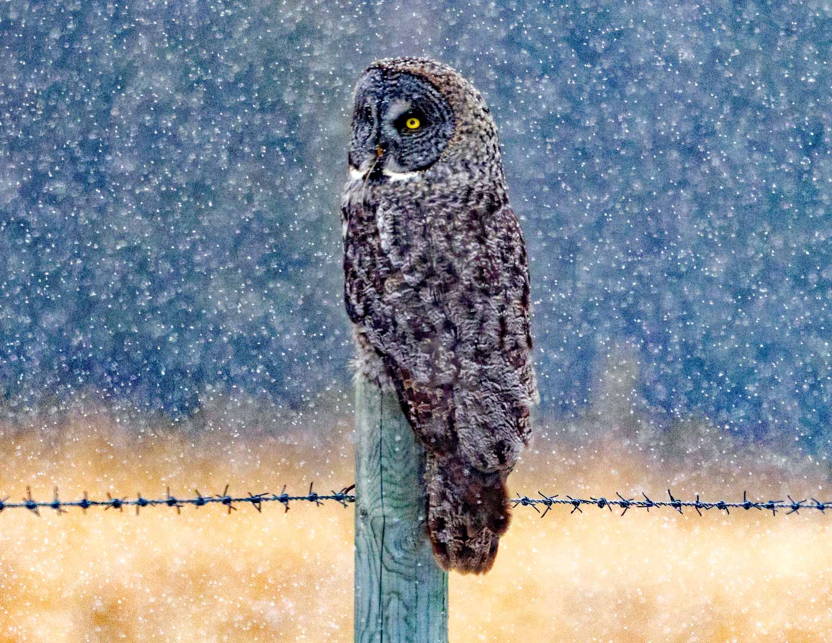 Great Grey Owl Photo Note Card Collection (Box of 12) - Image 8