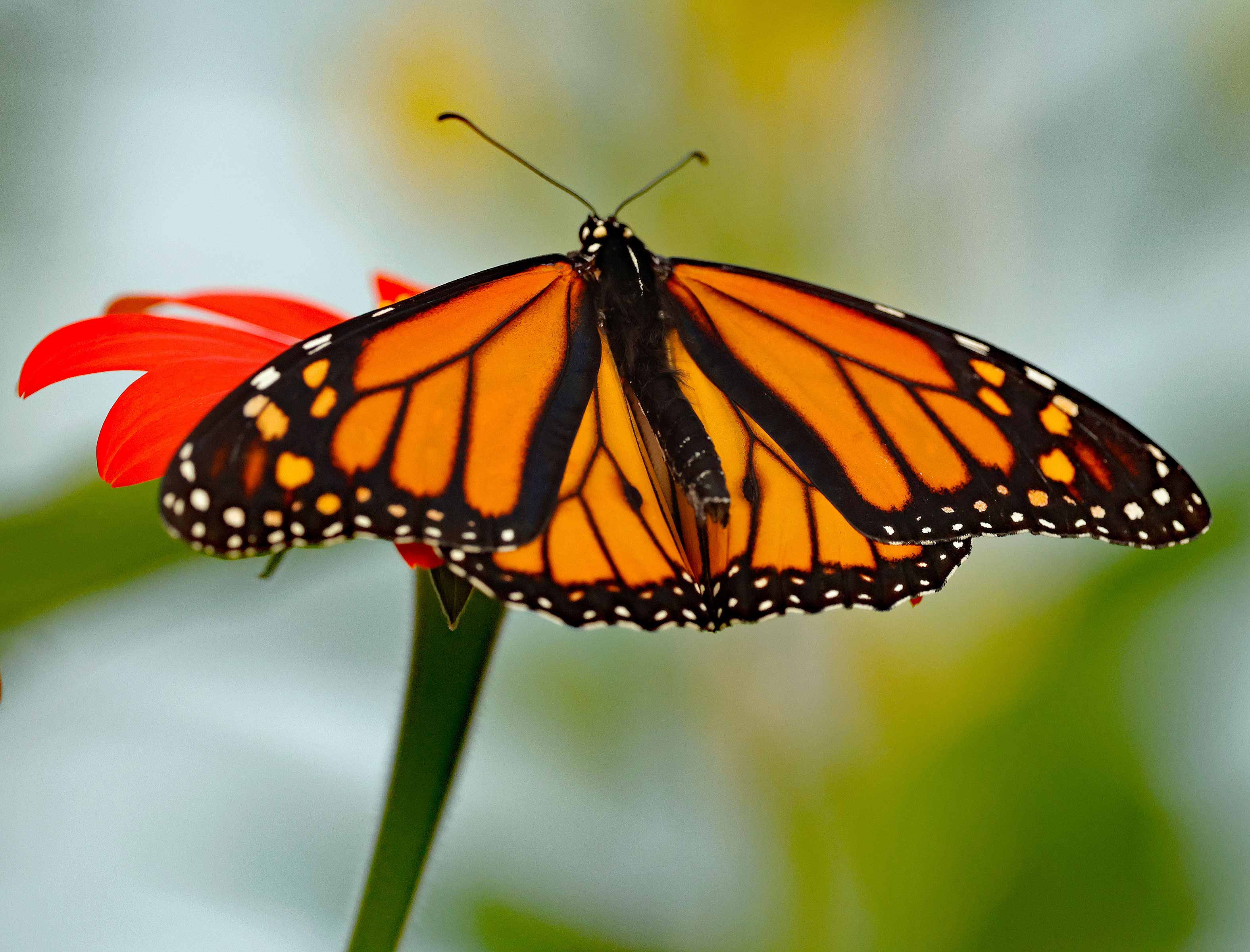 Butterflies Photo Note Cards Collection (Box of 12) - Image 9