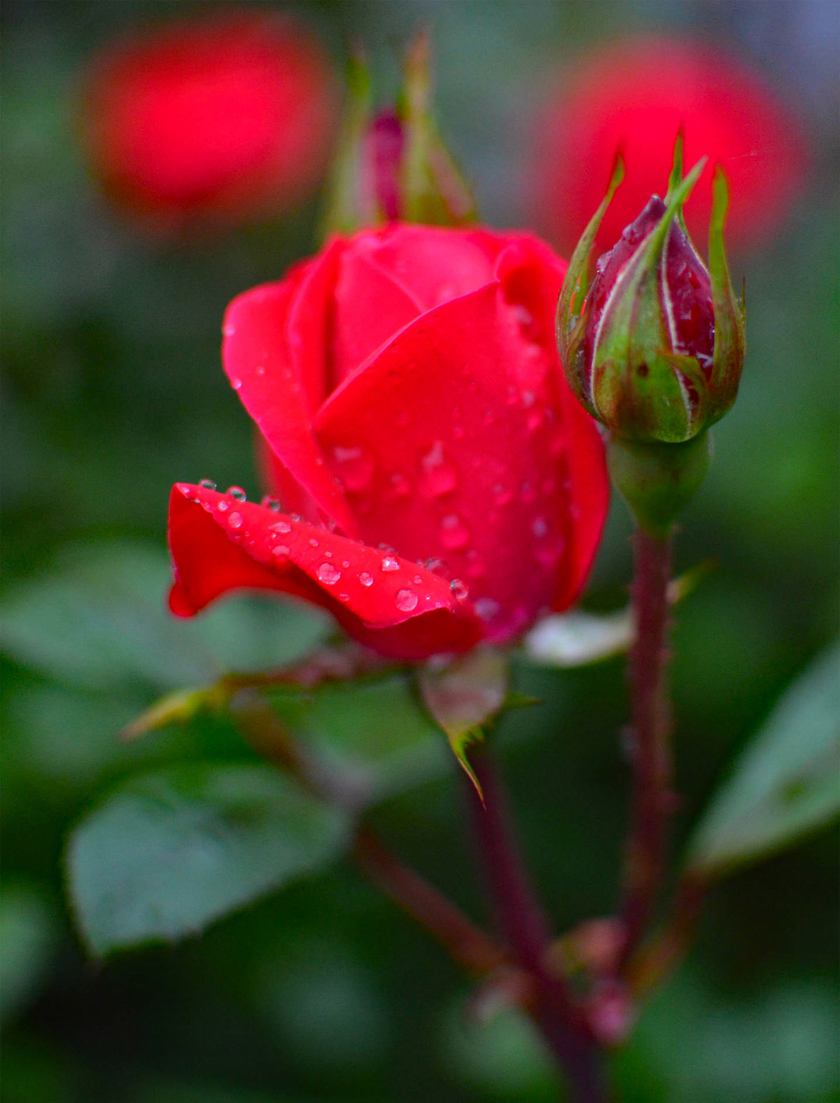 Rose Photo Note Card Collection (Box of 12) - Image 9