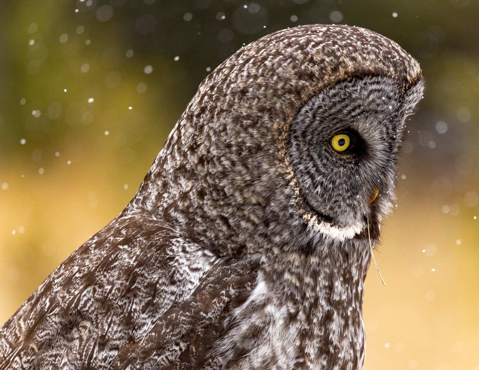 Great Grey Owl Photo Note Card Collection (Box of 12) - Image 9