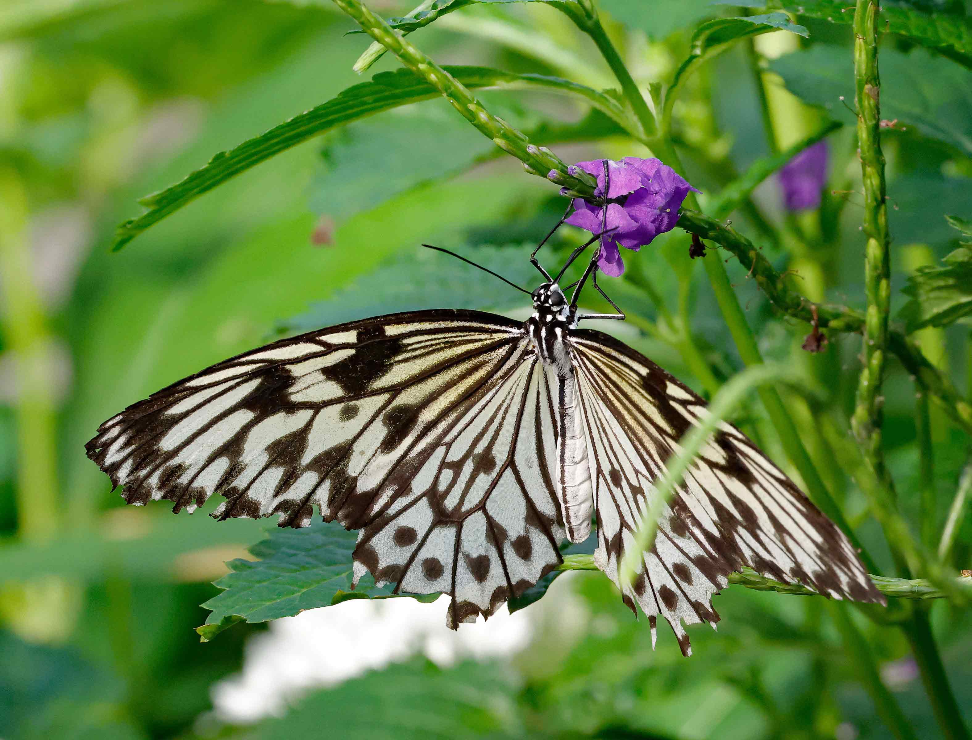 Butterflies Photo Note Cards Collection (Box of 12) - Image 10