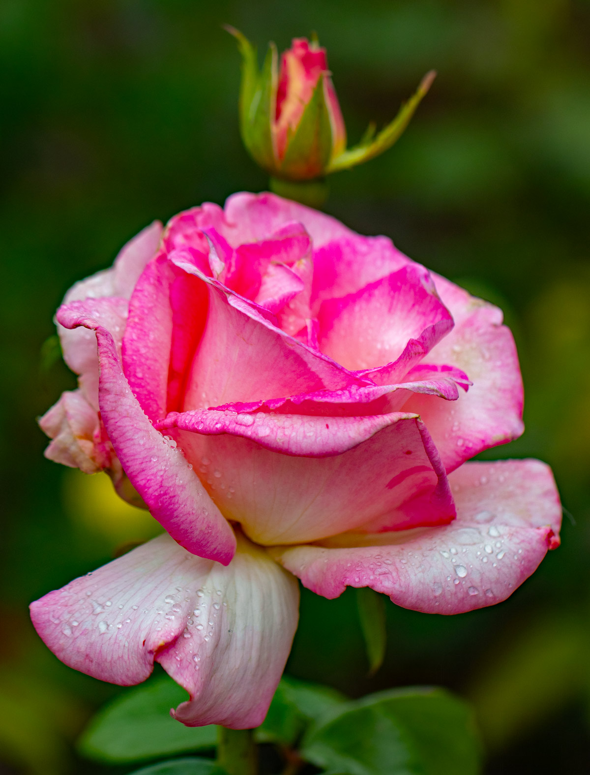 Rose Photo Note Card Collection (Box of 12) - Image 10