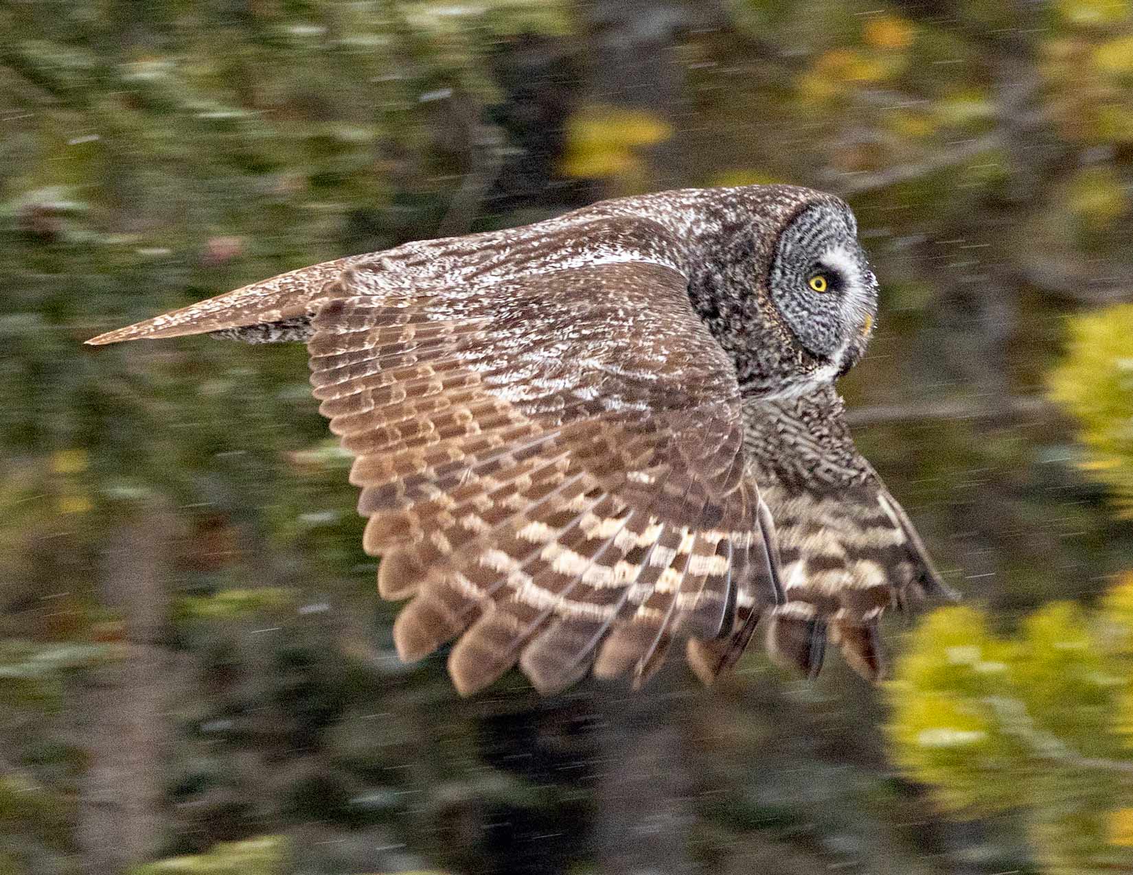 Great Grey Owl Photo Note Card Collection (Box of 12) - Image 10