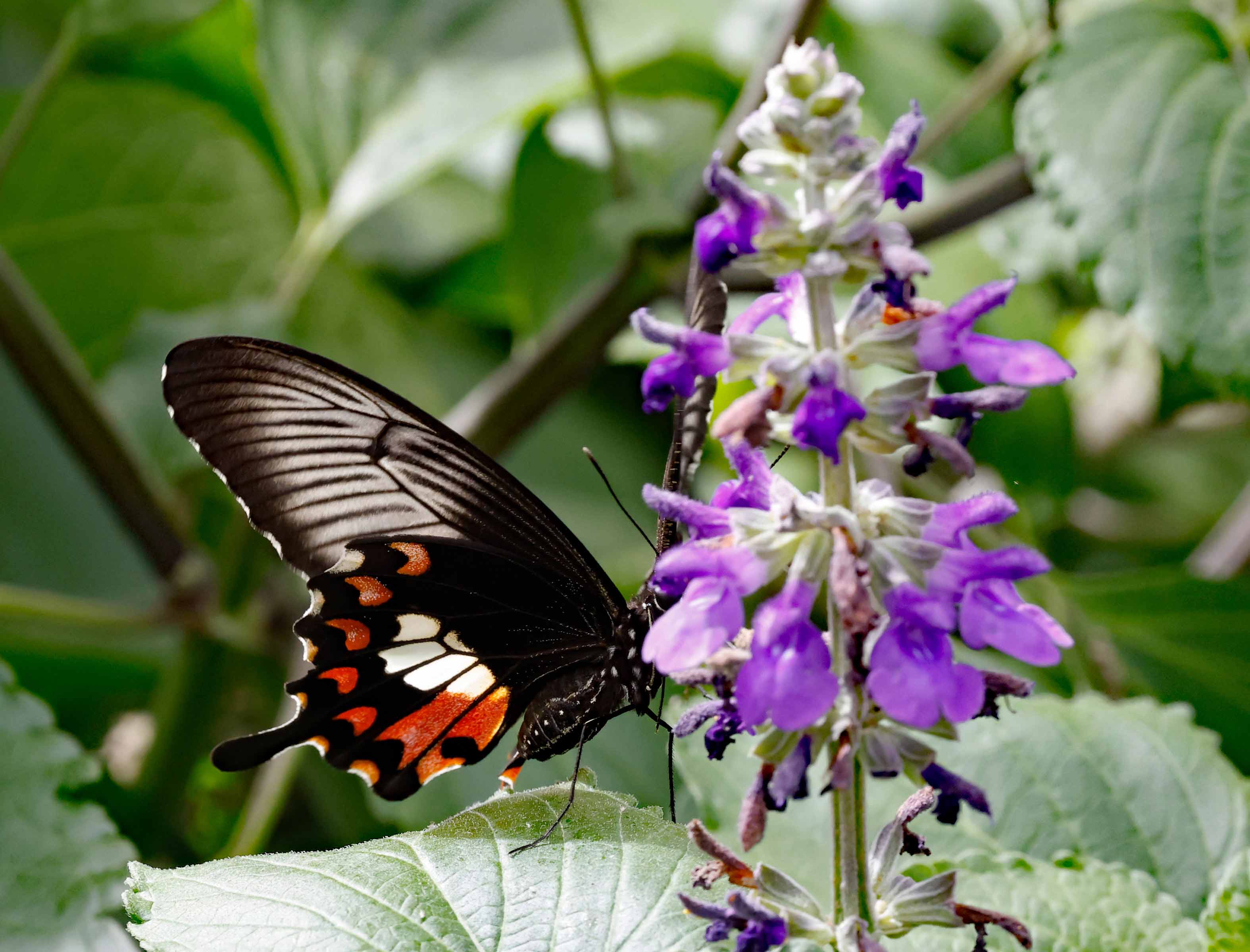 Butterflies Photo Note Cards Collection (Box of 12) - Image 11