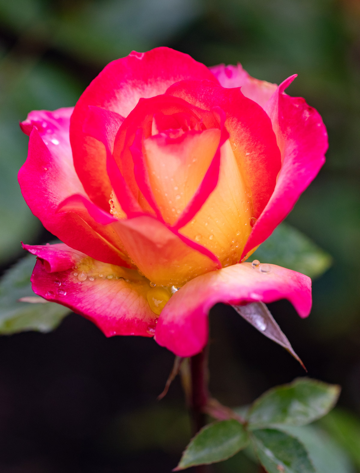 Rose Photo Note Card Collection (Box of 12) - Image 11