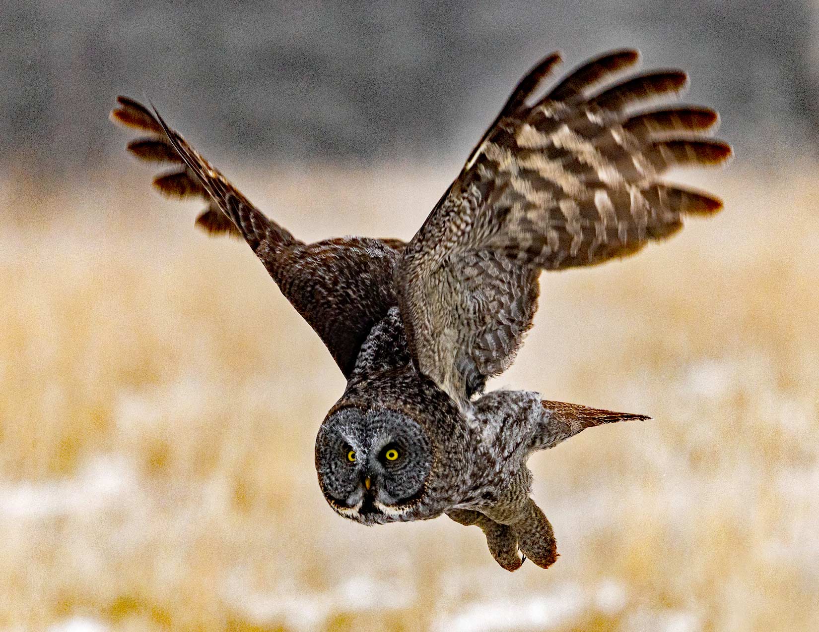 Great Grey Owl Photo Note Card Collection (Box of 12) - Image 11