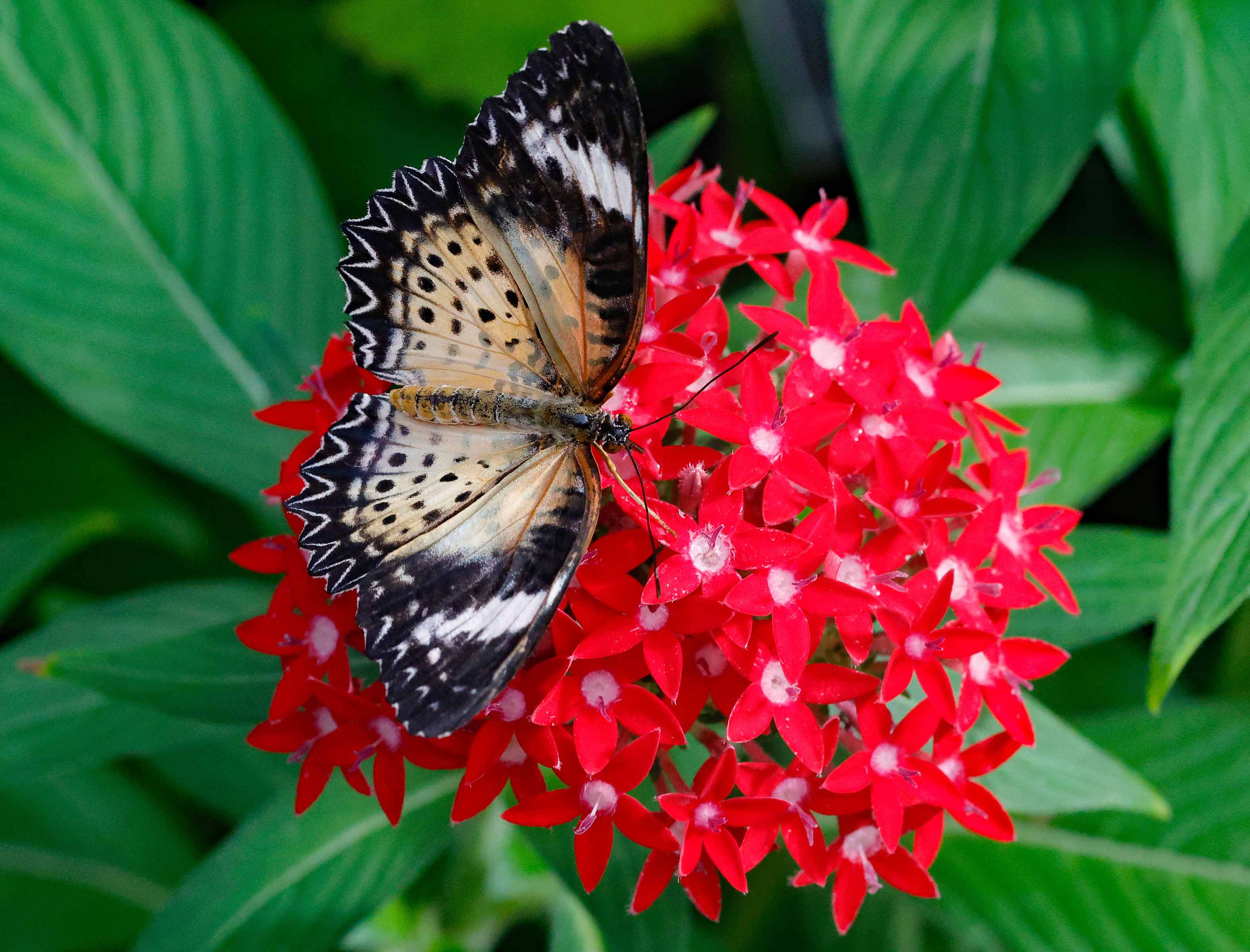 Butterflies Photo Note Cards Collection (Box of 12) - Image 12