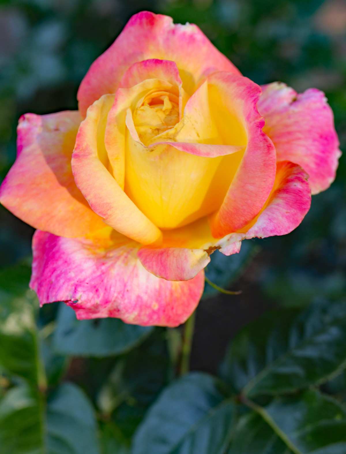 Rose Photo Note Card Collection (Box of 12) - Image 12