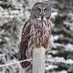 Great Grey Owl-Snow
