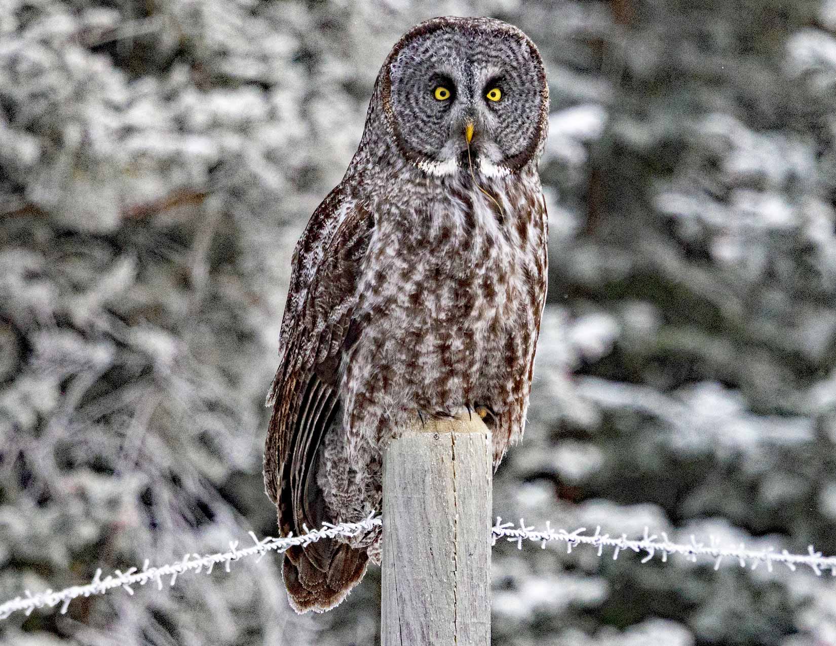 Great Grey Owl Photo Note Card Collection (Box of 12) - Image 12