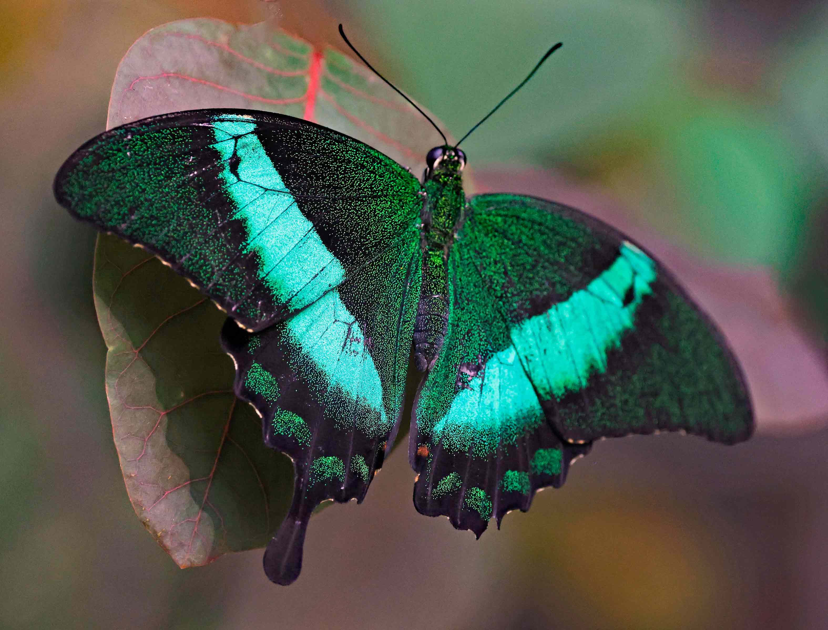 Butterflies Photo Note Cards Collection (Box of 12) - Image 13