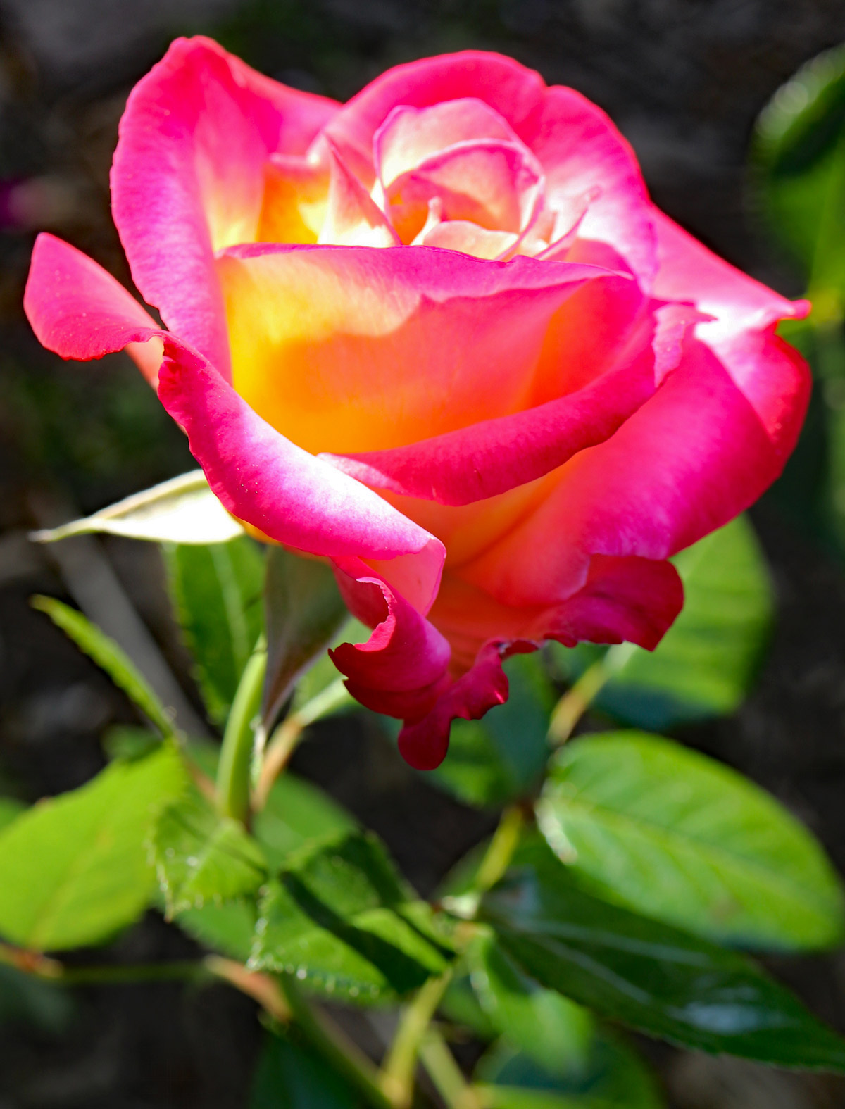 Rose Photo Note Card Collection (Box of 12) - Image 13