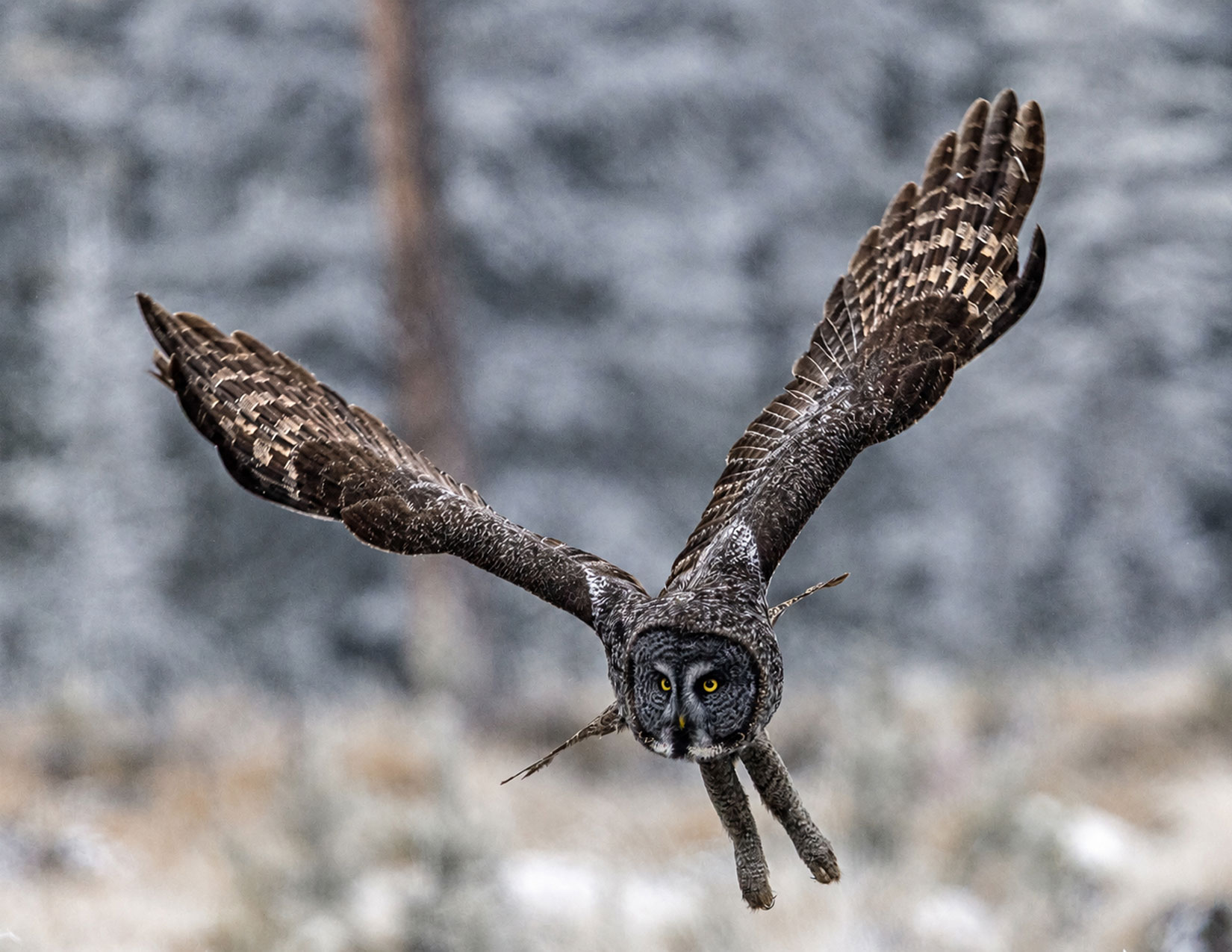 Great Grey Owl Photo Note Card Collection (Box of 12) - Image 13