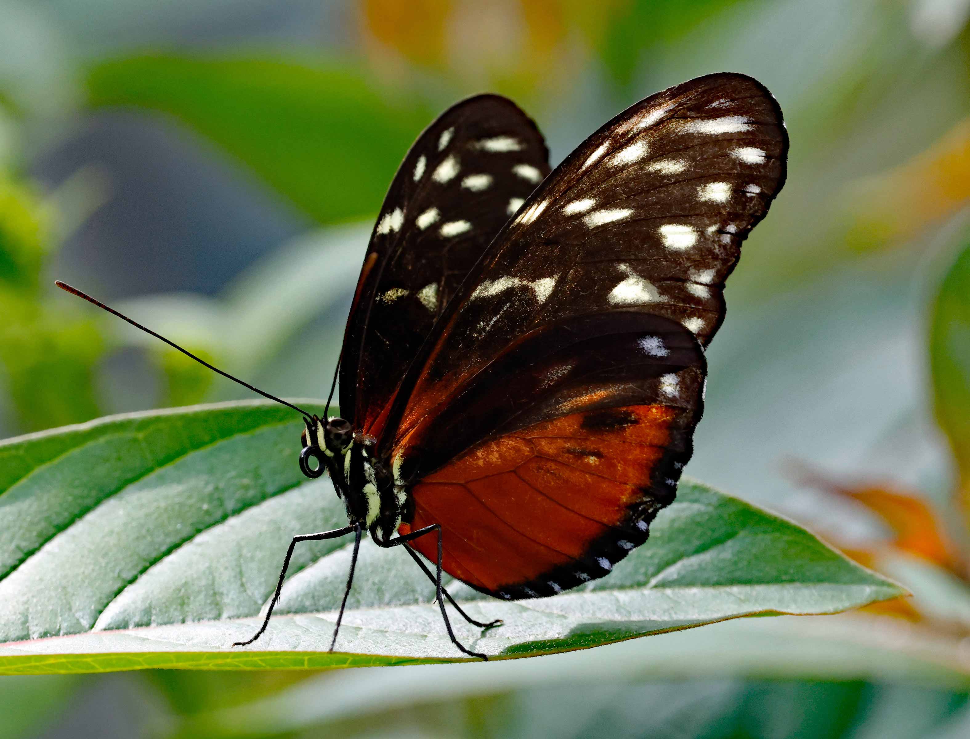 Butterflies Photo Note Cards Collection (Box of 12) - Image 14