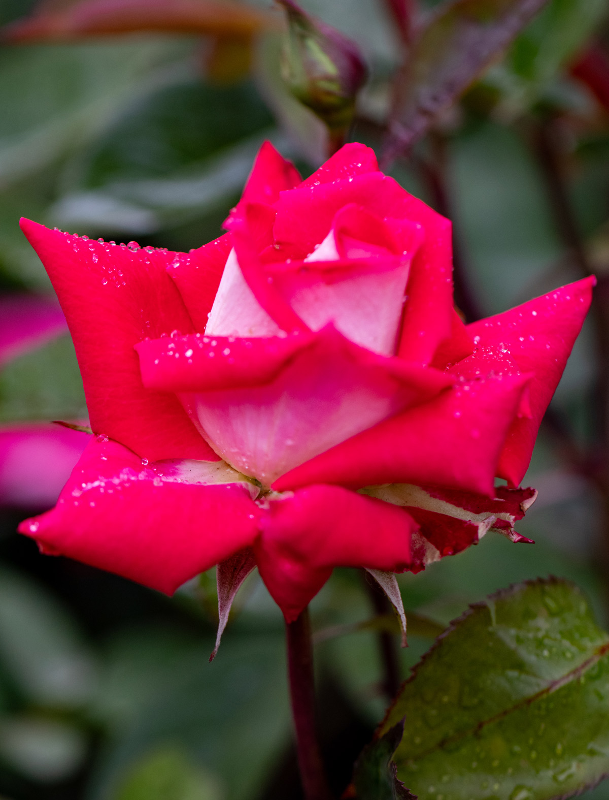 Rose Photo Note Card Collection (Box of 12) - Image 14